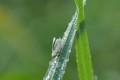 Sous le gel